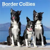 Border Collies 2026 Wall Calendar