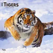 Tigers 2026 Wall Calendar
