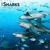 Sharks 2026 Wall Calendar