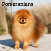 Pomeranians 2026 Wall Calendar