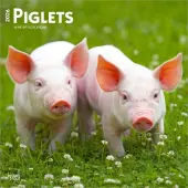 Piglets 2026 Wall Calendar