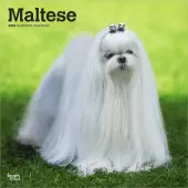 Maltese 2026 Wall Calendar