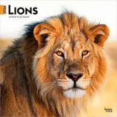 Lions 2026 Wall Calendar