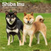 Shiba Inu 2026 Wall Calendar