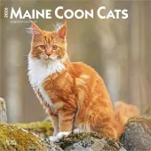 Cats Maine Coon 2026 Wall Calendar