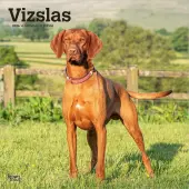 Vizslas 2026 Wall Calendar