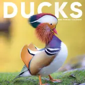 Ducks 2026 Wall Calendar