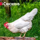 Chickens 2026 Mini Wall Calendar