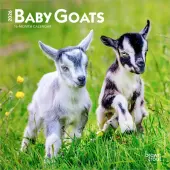 Baby Goats 2026 Mini Wall Calendar