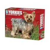Just Yorkies 2025 Desk Calendar