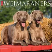 Just Weimaraners 2026 Wall Calendar