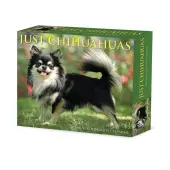 Just Chihuahuas 2025 Desk Calendar