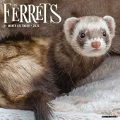 Ferrets 2026 Wall Calendar