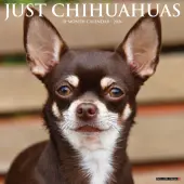 Just Chihuahuas 2026 Wall Calendar