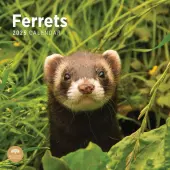 Ferrets 2025 Wall Calendar