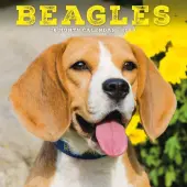 Beagles 2026 Mini Wall Calendar