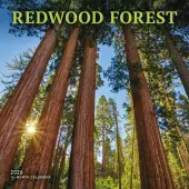Redwood Forest 2026 Wall Calendar