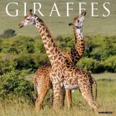 Giraffes 2026 Wall Calendar