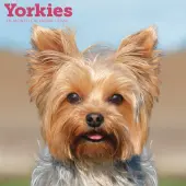 Just Yorkies 2026 Wall Calendar