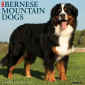 Just Bernese Mountain Dogs 2026 Wall Calendar