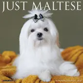 Just Maltese 2026 Wall Calendar