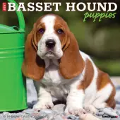 Just Basset Hound Puppies 2025 Wall Calendar