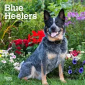 Blue Heelers 2025 Mini Wall Calendar