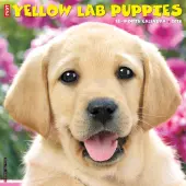 Just Yellow Lab Puppies 2026 Wall Calendar
