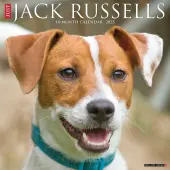Just Jack Russells 2025 Wall Calendar