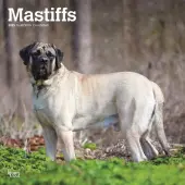 Mastiffs 2025 Wall Calendar