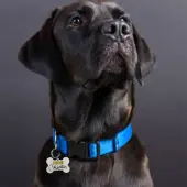 Bone Collector Dog Collar Charm