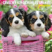 Just Cavalier King Charles Puppies 2026 Wall Calendar