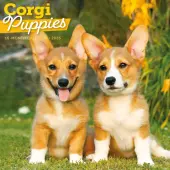 Just Corgi Puppies 2026 Wall Calendar
