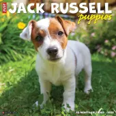 Jack Russell Puppies 2026 Wall Calendar