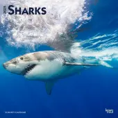 Sharks 2025 Wall Calendar