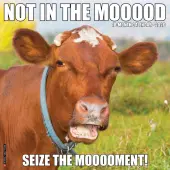Not In The Mooood 2026 Wall Calendar