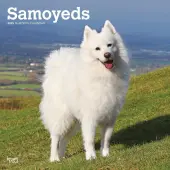 Samoyeds 2025 Wall Calendar