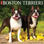 Just Boston Terriers 2025 Wall Calendar