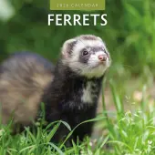 Ferrets 2026 Wall Calendar