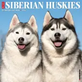 Just Siberian Huskies 2026 Wall Calendar