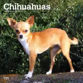 Chihuahuas 2025 Wall Calendar