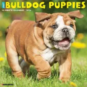 Just Bulldog Puppies 2026 Wall Calendar