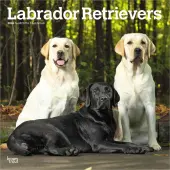 Lab Retriever 2026 Wall Calendar