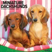 Just Miniature Dachshunds 2025 Wall Calendar