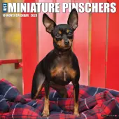 Just Miniature Pinschers 2026 Wall Calendar