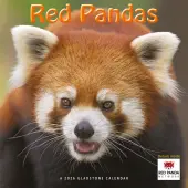 Red Pandas 2026 Wall Calendar
