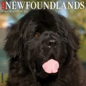 Just Newfoundlands 2025 Wall Calendar