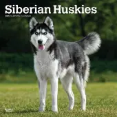 Siberian Huskies 2025 Wall Calendar