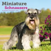 Miniature Schnauzers 2026 Mini Wall Calendar