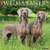 Just Weimaraners 2025 Wall Calendar